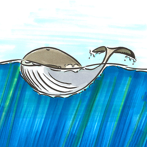 Walfisch Illustration Jonadesign 8005 zürich schweiz